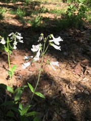 Penstemon arkansanus
