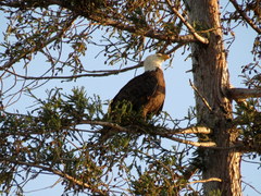 Haliaeetus leucocephalus