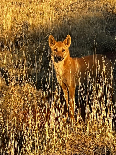 Mystery Animal