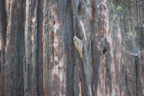iNaturalist observation photo of Brown Creeper
