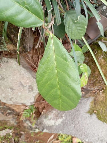 Ficus montana