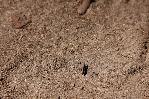 iNaturalist observation photo of Crackling Forest Grasshopper