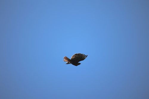 iNaturalist observation photo of Red-tailed Hawk