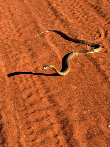 Mulga Snake