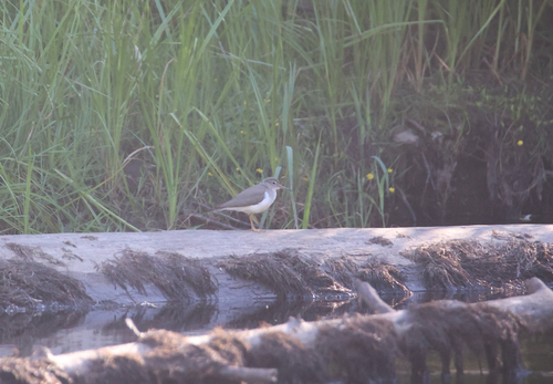 iNaturalist observation photo of Spotted Sandpiper
