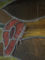 Hemidactylus frenatus