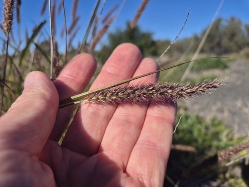buffelgrass