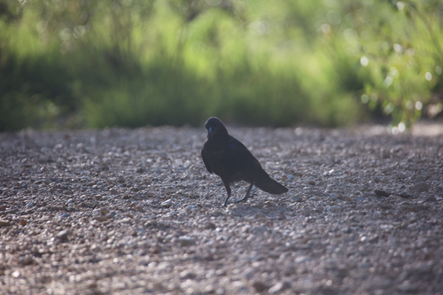iNaturalist observation photo of Common Raven