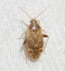 Hamatophylus guttulosus