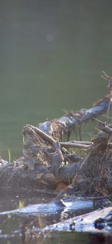 iNaturalist observation photo of Song Sparrow