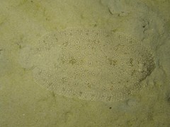 Pardachirus pavoninus