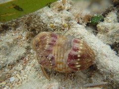 Dardanus deformis
