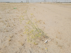 Haplophyllum tuberculatum