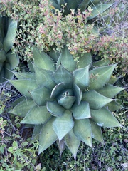 Agave shawii shawii