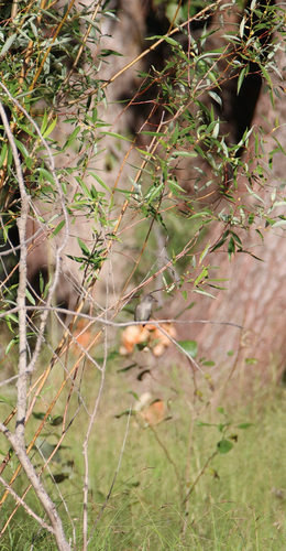iNaturalist observation photo of Western Wood-Pewee