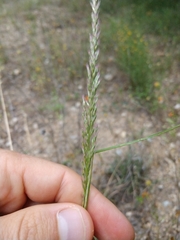 Pappophorum bicolor