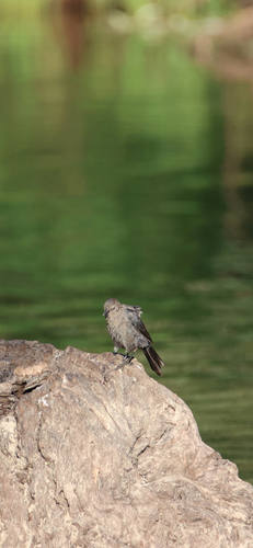 iNaturalist observation photo of Brewer's Blackbird