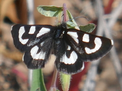 Alypia mariposa