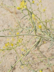 Haplophyllum tuberculatum