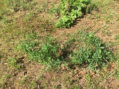 Baptisia bracteata leucophaea