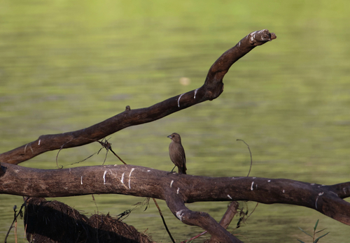 iNaturalist observation photo of Brown-headed Cowbird