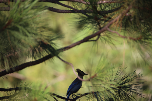 iNaturalist observation photo of Steller's Jay