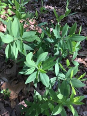 Baptisia bracteata leucophaea