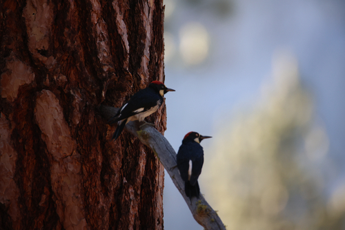 iNaturalist observation photo of Acorn Woodpecker