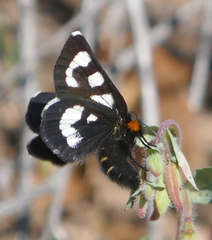 Alypia mariposa