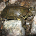 Southwestern Pond Turtle - Photo (c) Jorge H. Valdez, some rights reserved (CC BY-NC), uploaded by Jorge H. Valdez
