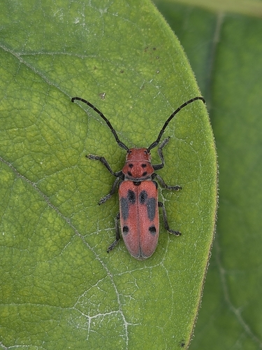 Red Milkweed Beetle