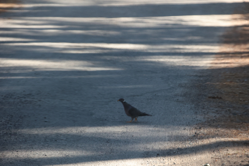 iNaturalist observation photo of Band-tailed Pigeon