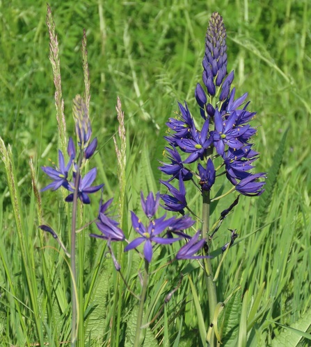 great camas