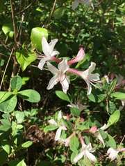 Rhododendron atlanticum