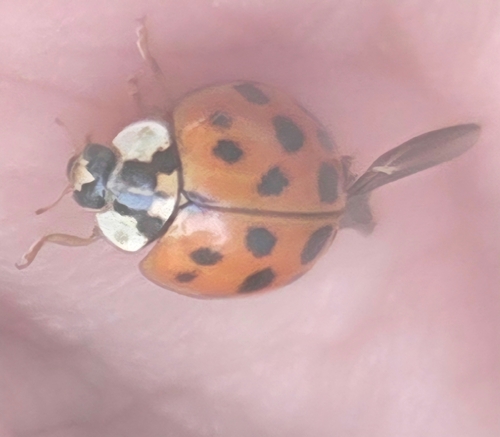 Asian Lady Beetle