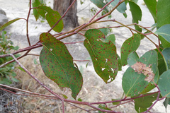 Ophelimus eucalypti