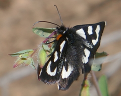 Alypia mariposa