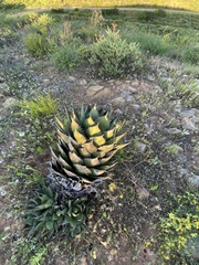 Agave shawii shawii
