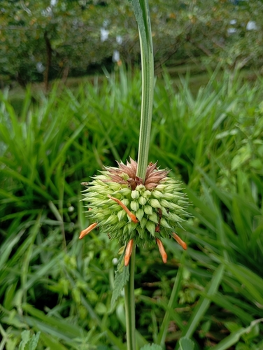 lion's ear