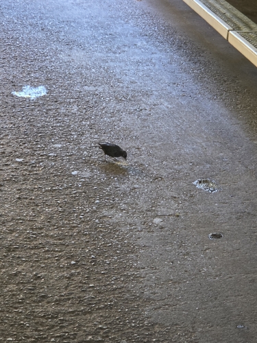 iNaturalist observation photo of Brown-headed Cowbird
