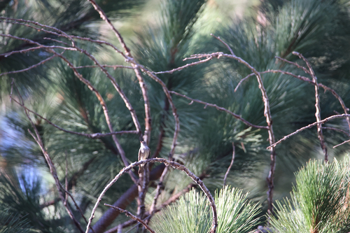 iNaturalist observation photo of Western Wood-Pewee