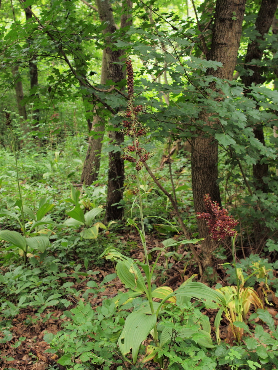 Veratrum nigrum