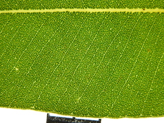Eucalyptus guilfoylei