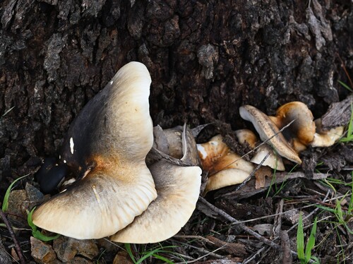 ghost fungus