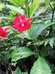 Fuchsia macrostigma