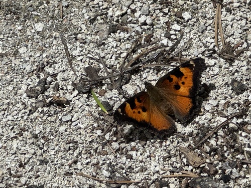 iNaturalist observation photo of California Tortoiseshell
