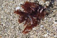 Neoptilota densa