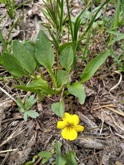 Viola praemorsa ssp. praemorsa