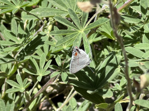 iNaturalist observation photo of Gray Hairstreak