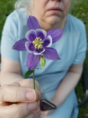 Aquilegia coerulea